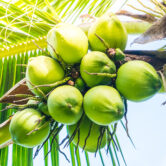 Green Coconut fruit on coconut tree - Sunflare filter effect