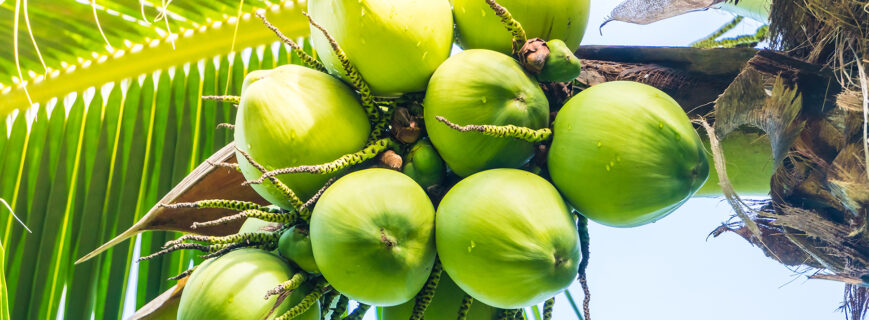 Green Coconut fruit on coconut tree - Sunflare filter effect