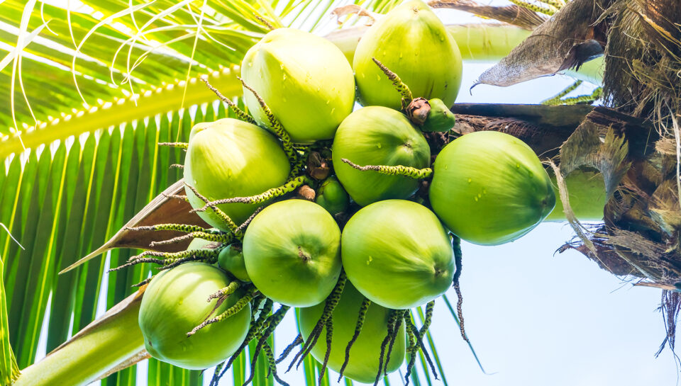 Green Coconut fruit on coconut tree - Sunflare filter effect