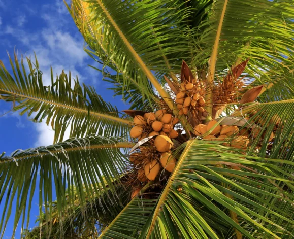 coconut-palm-tree-Christmas-Island-Kiribati